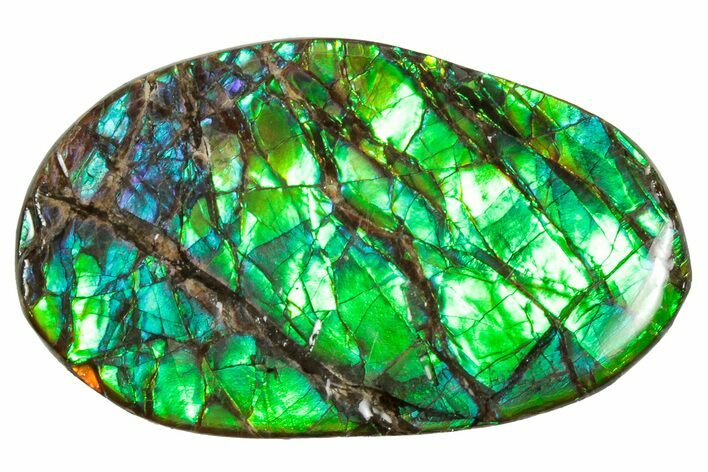 Flashy Ammolite (Fossil Ammonite Shell) - Greens & Blues #357610